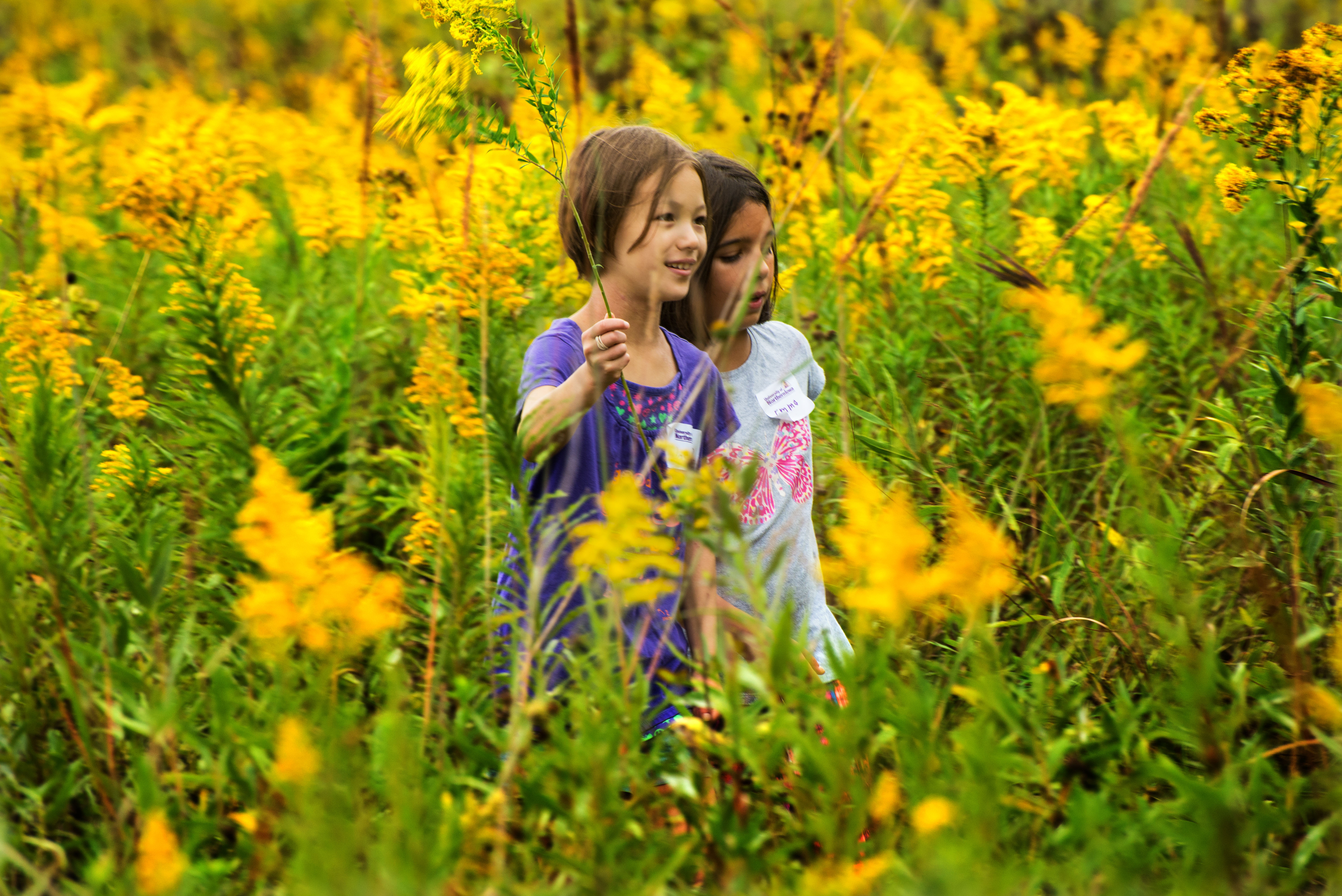Two young children explore the prairie, pictured among goldenrod in bloom 