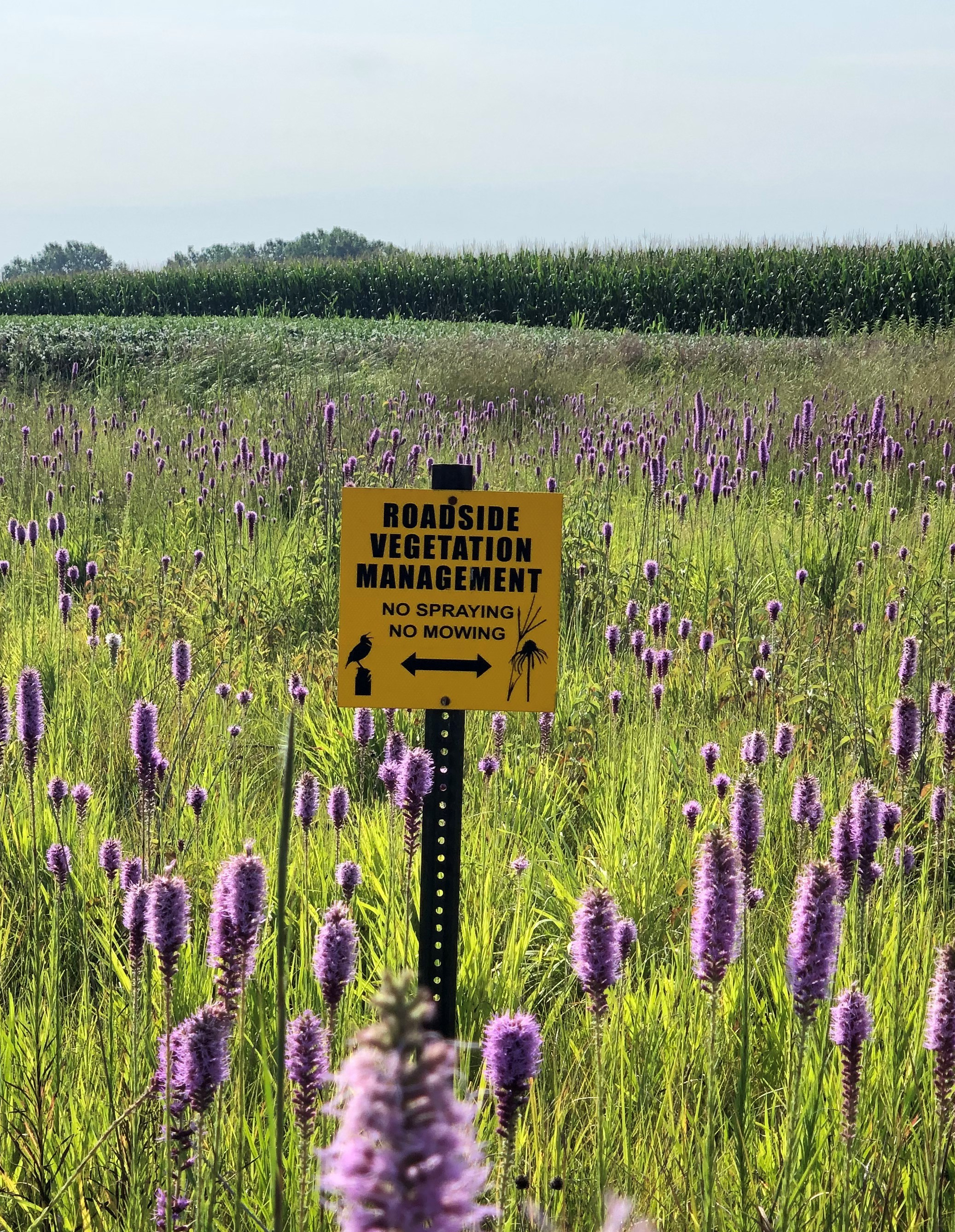 Roadside vegetation sign in ditch full of liatris in bloom 
