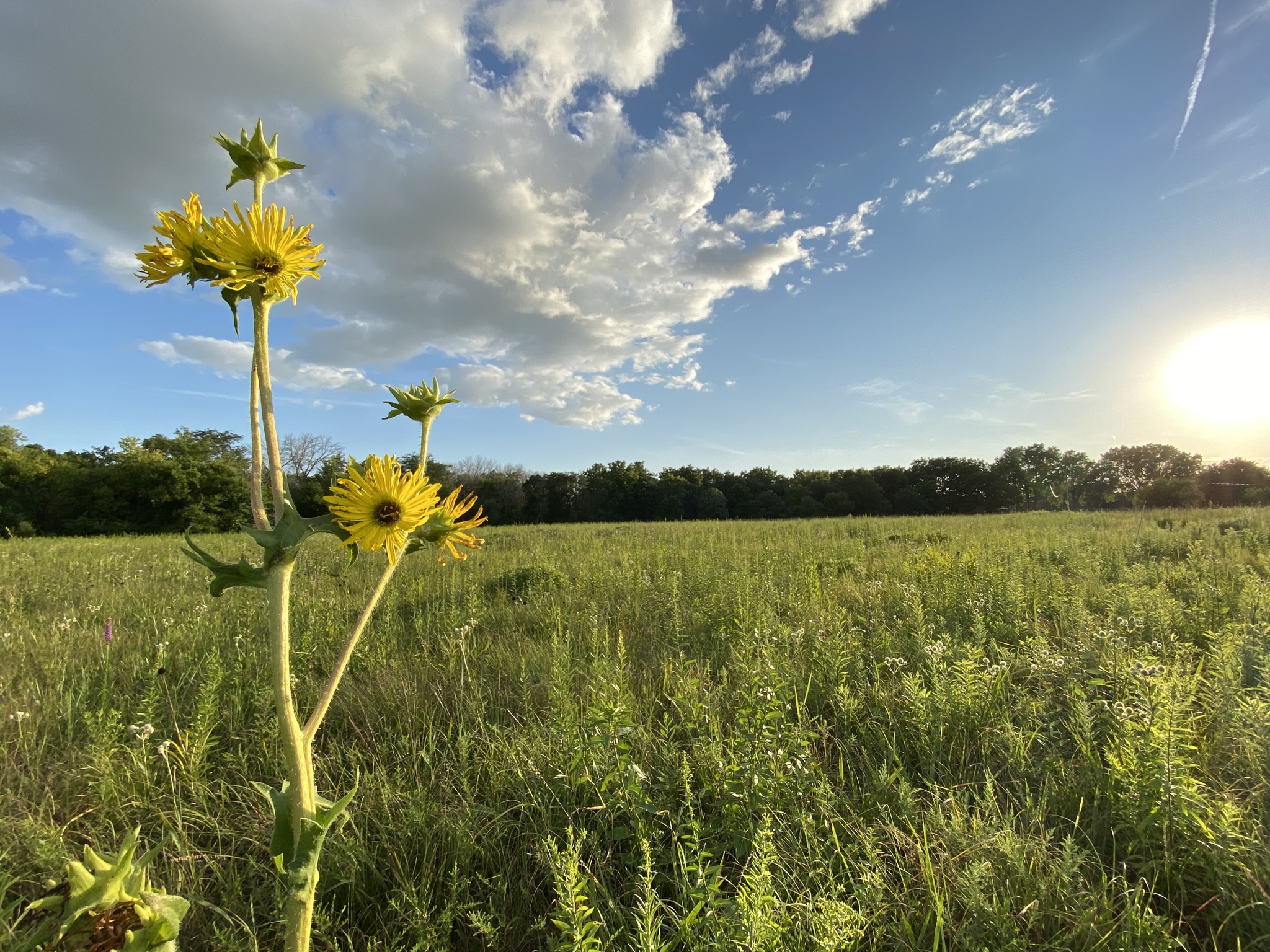Compass Plant at Daryl Smith Prairie 