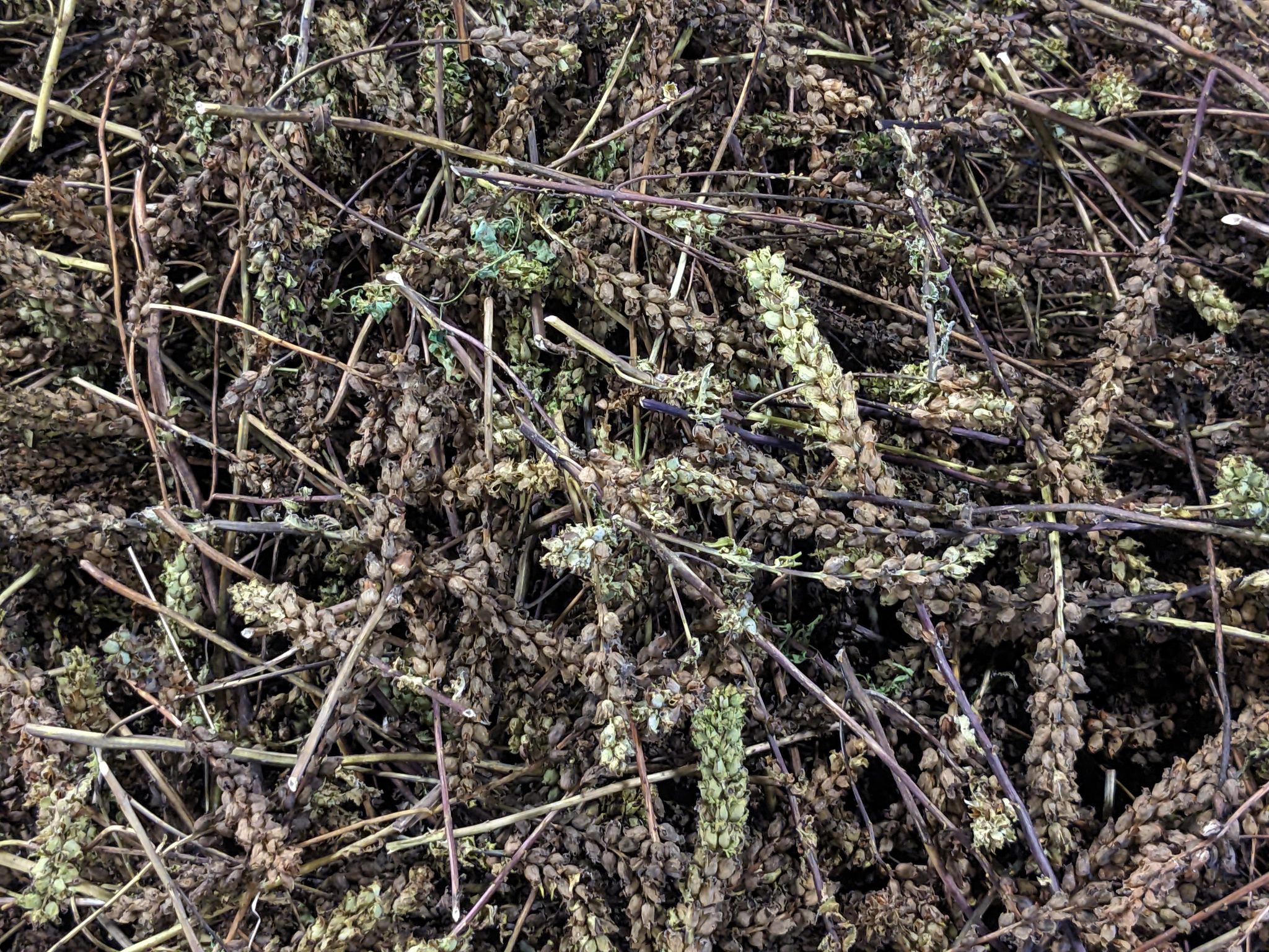 Pedicularis lanceolata seed pile