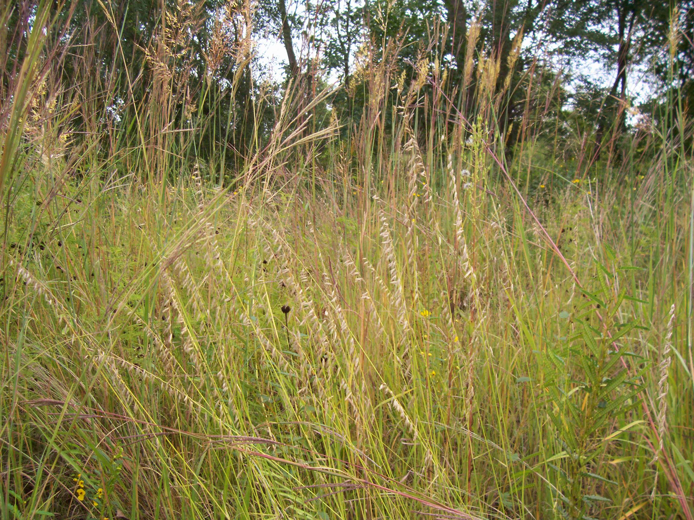 Prairie grasses in the fall with trees in the background