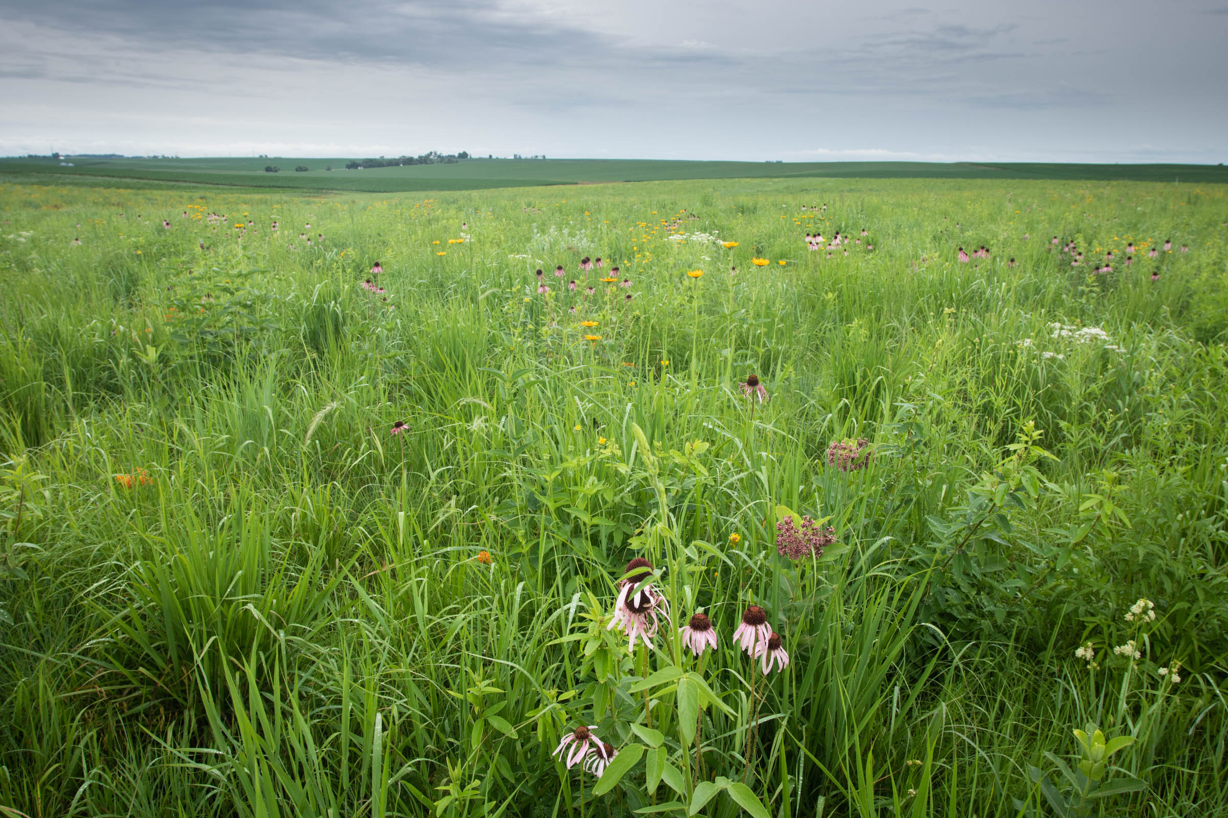 seeding area 1