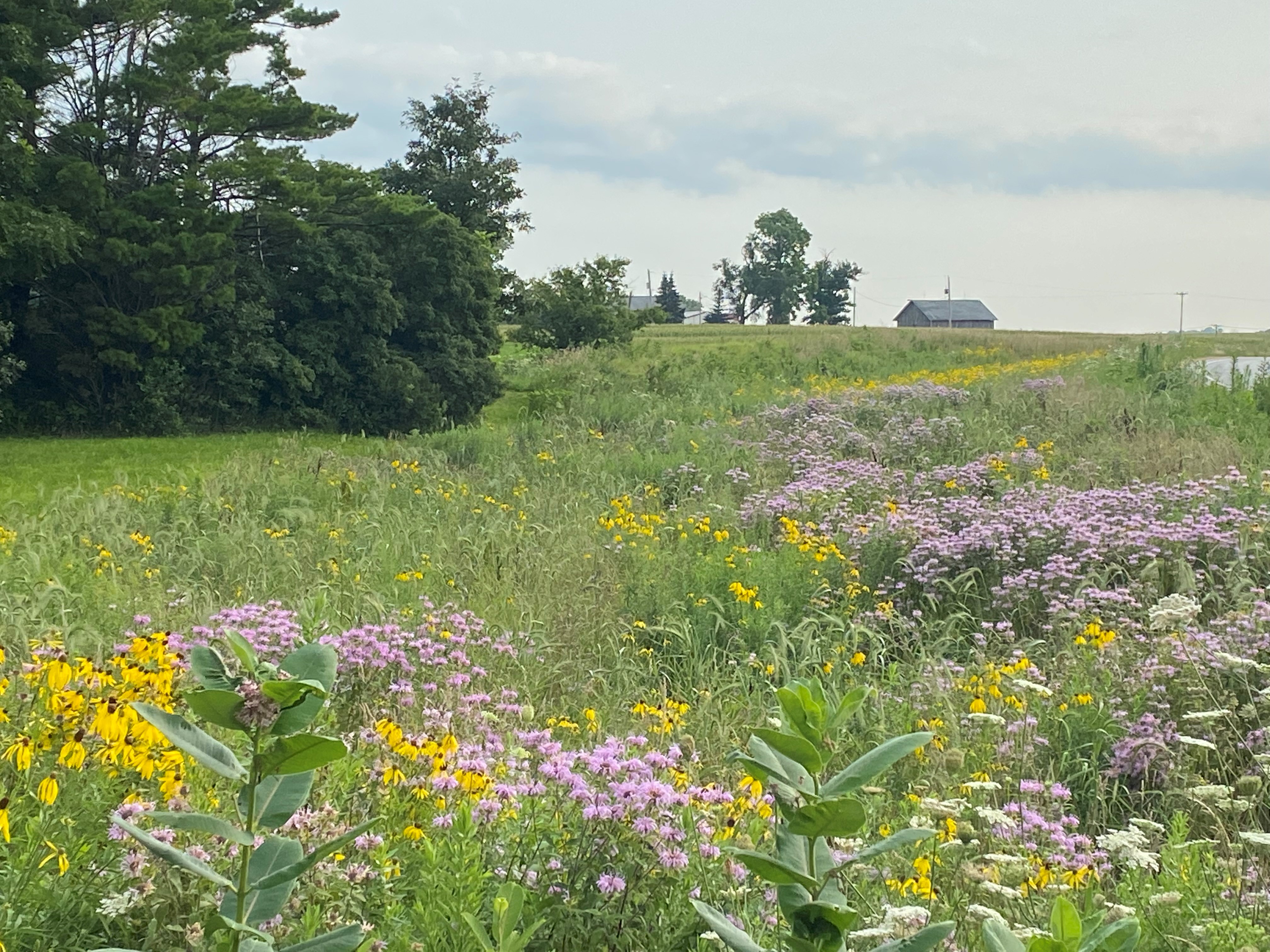 Prairie with light purple and yellow flowers on a summer day
