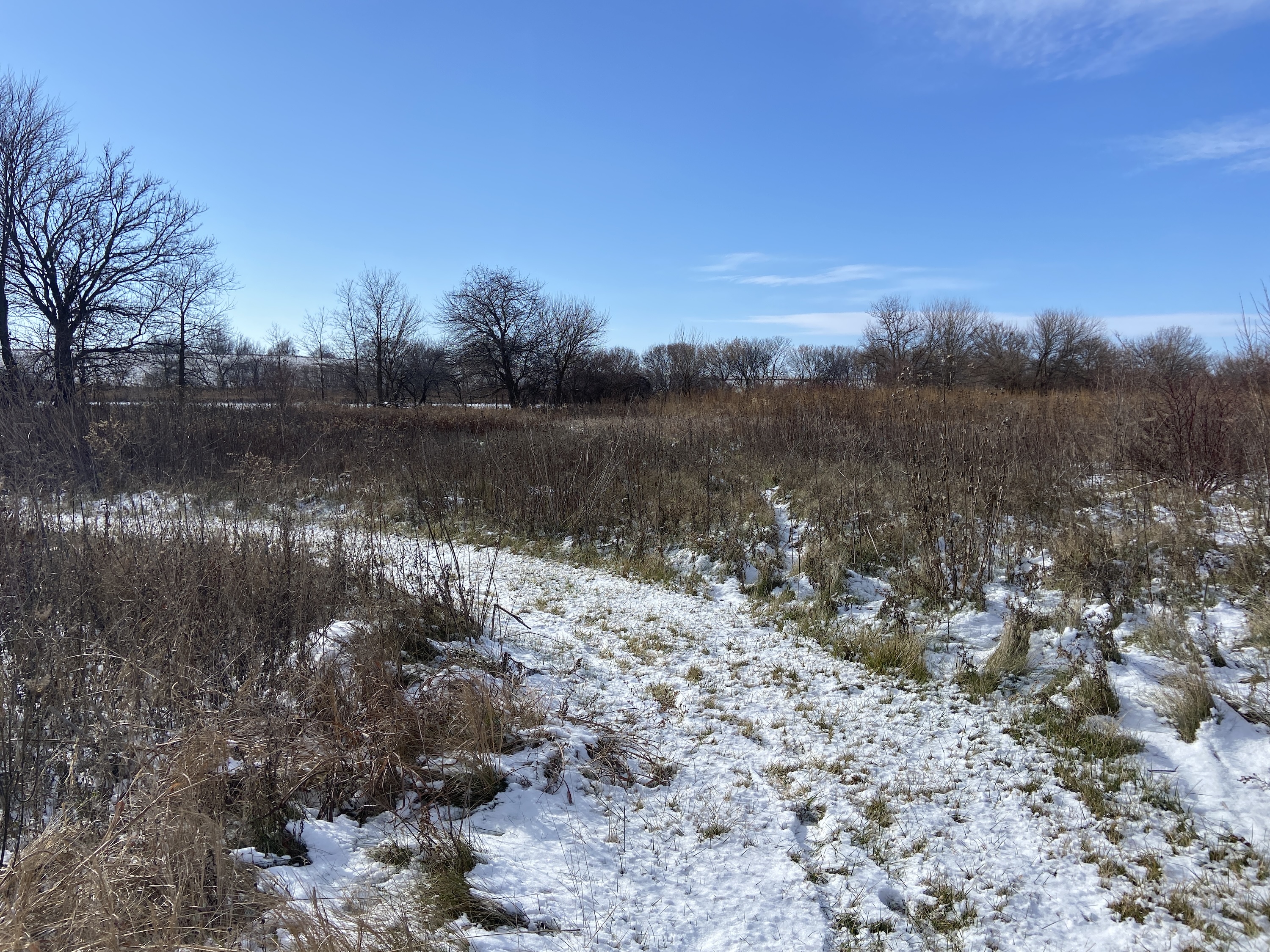 A snow-covered path with brown dormant vegetation on either side