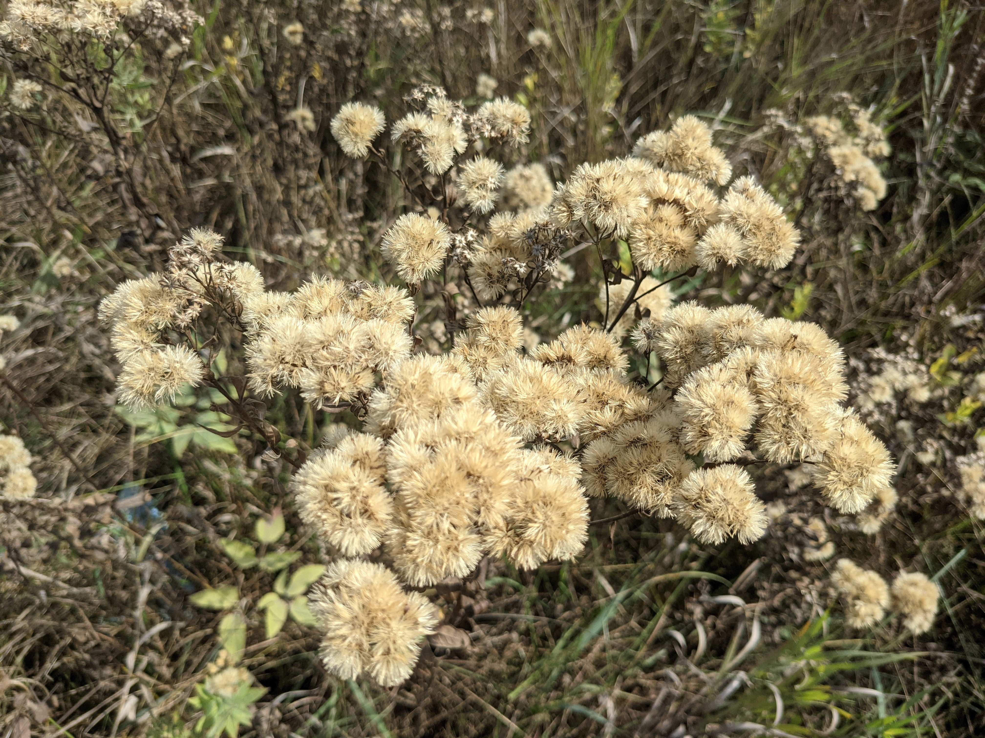 Doellingeria umbellata seed heads