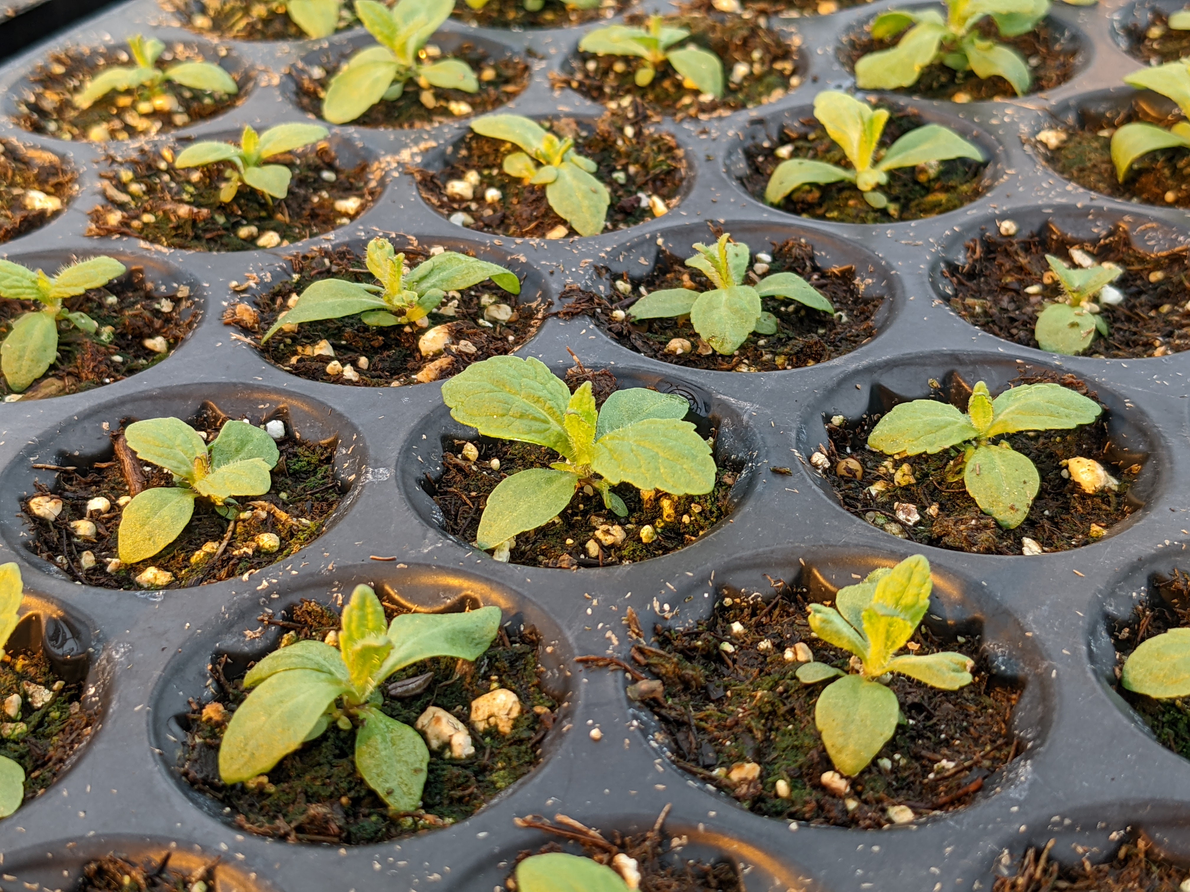 Eupatorium perfoliatum seedlings