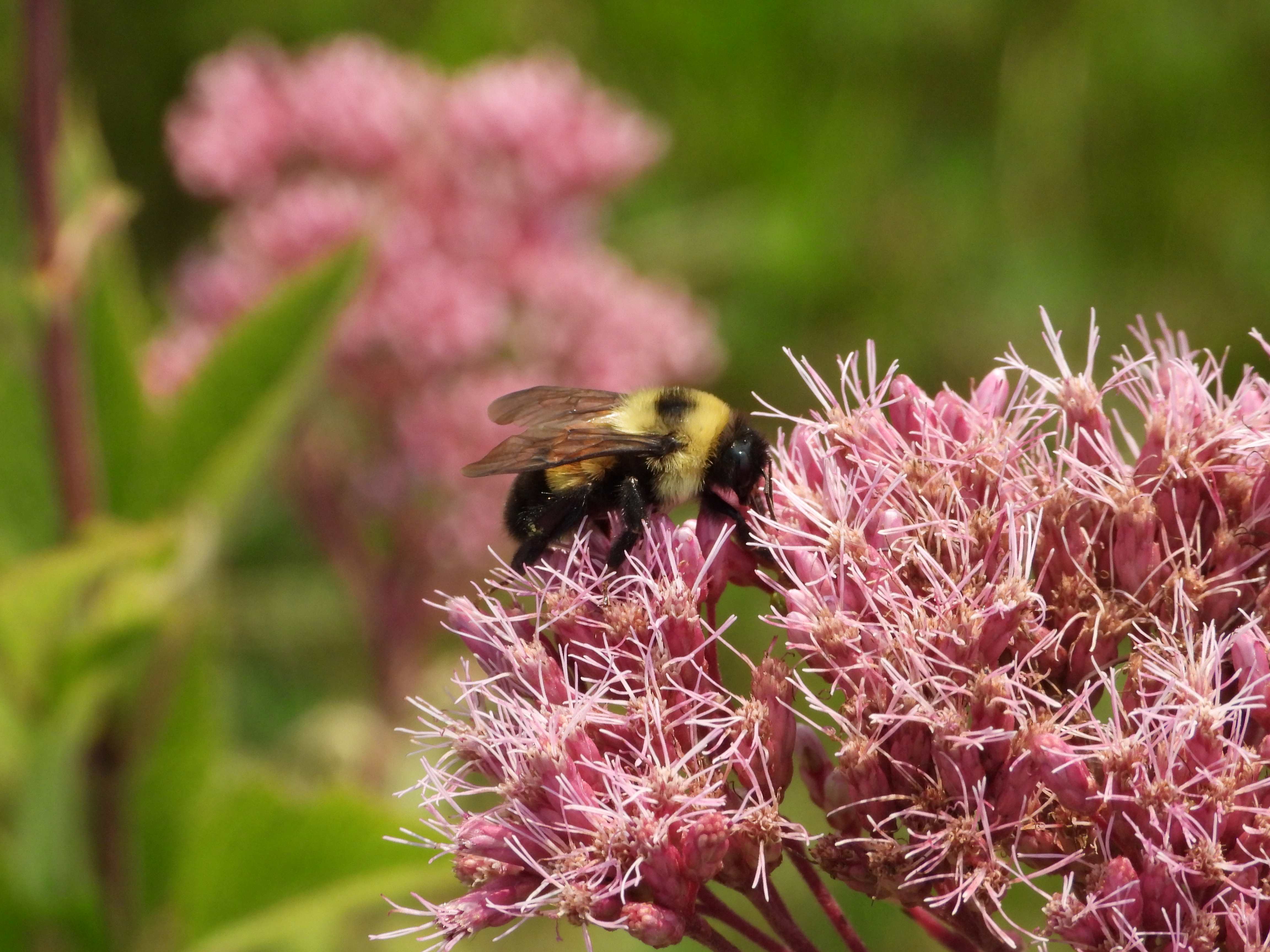 Eutrochium maculatum with bee