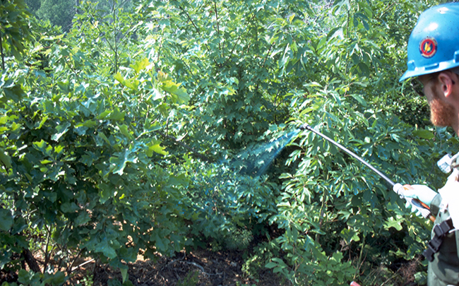 A roadside staff member sprays foliar spray from a wand on to a patch of shrubs and trees.