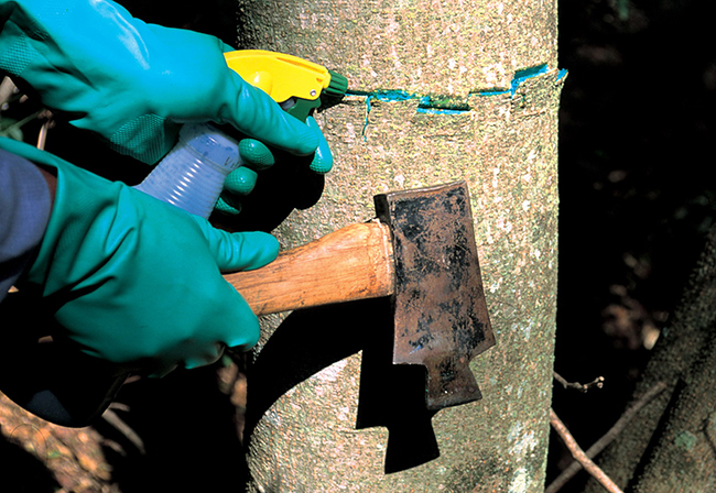 Hands hold a spray bottle of herbicide and a small handheld axe. A slit is cut in the trunk, and the slit is colored green.