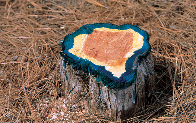A tree stump colored green on the outer edge after having received cut stump treatment.