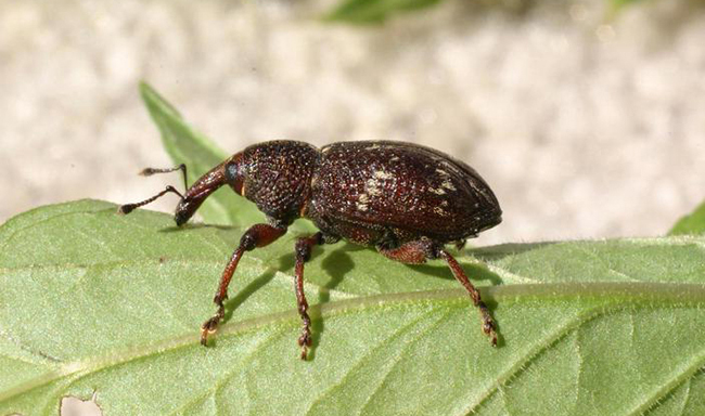 A root mining weevil, an insect with a shell over its body, a long nose-like structure, and two antenna. The insect is on top of a green leaf.