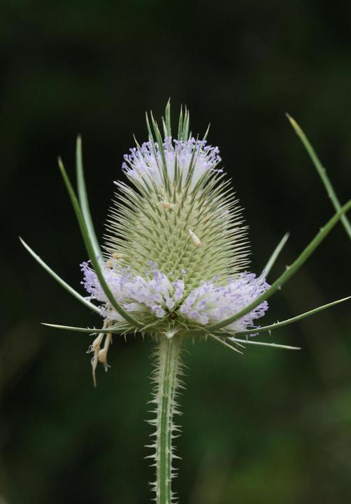 A close-up view of a green and purple flower.
