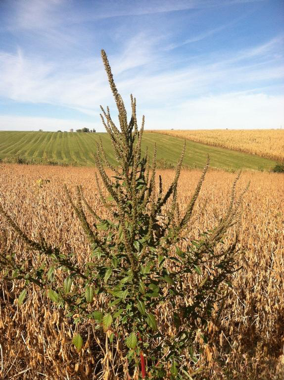 A green flowering plant grows in the forefront with an agricultural field in the background.