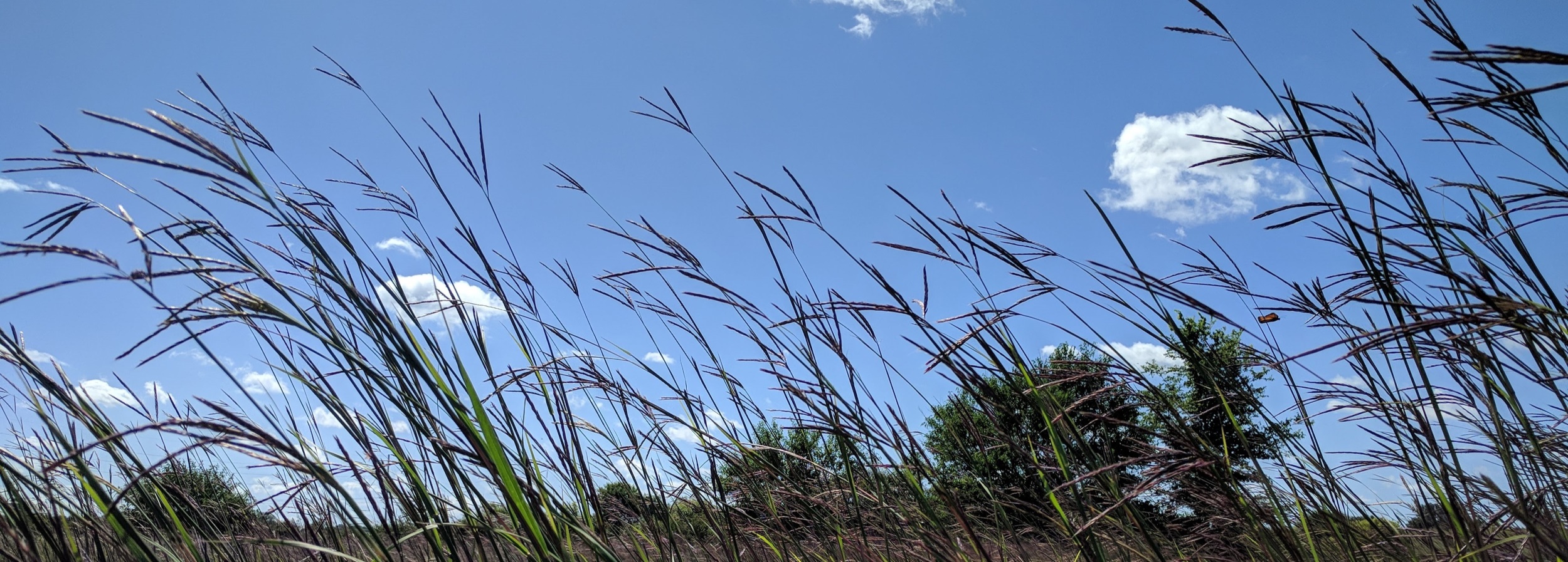 a field of big bluestem in flower, showing the typical 3-4 branched seedheads resembling turkeys' feet