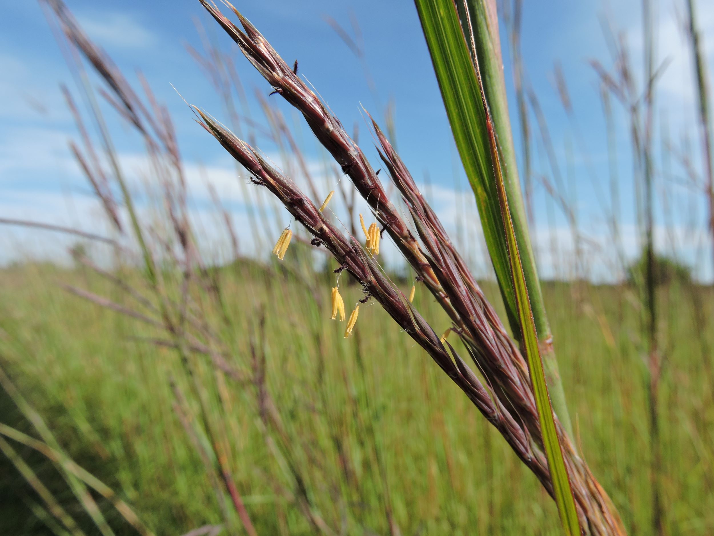 big bluestem (Andropogon gerardii) inflorescence