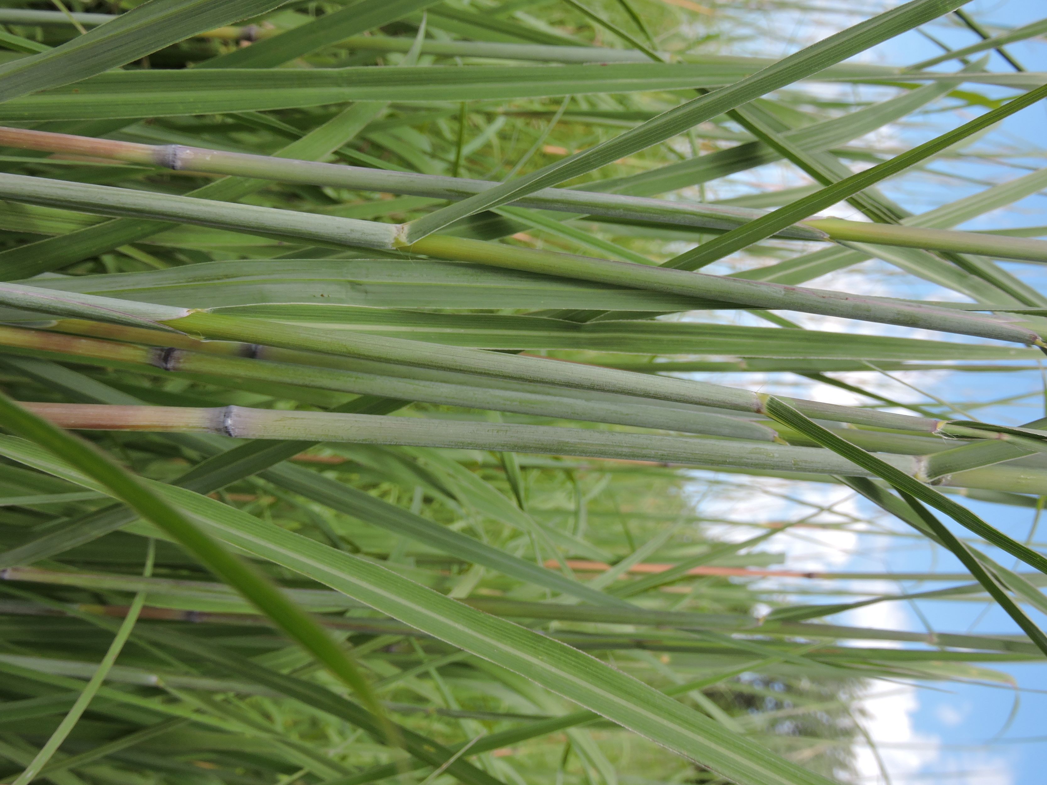 big bluestem (Andropogon gerardii) leaf