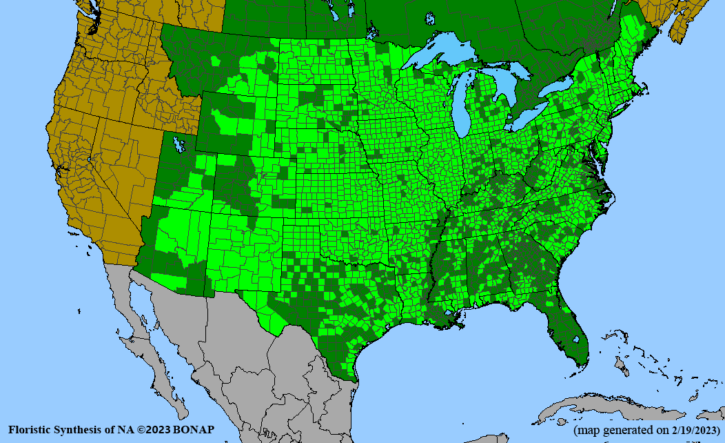 big bluestem (Andropogon gerardii) BONAP county level distributionmap