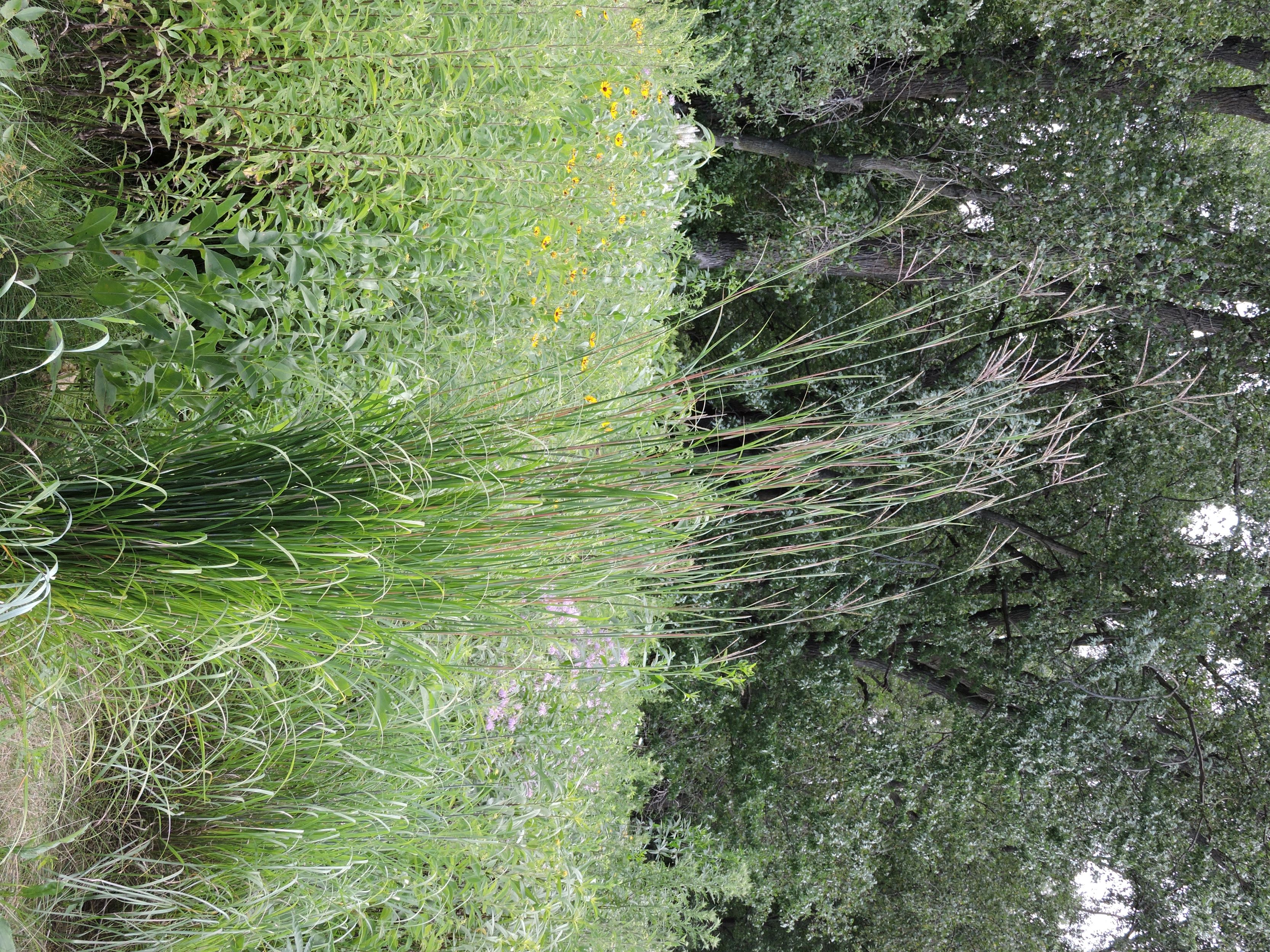 big bluestem (Andropogon gerardii) whole plant