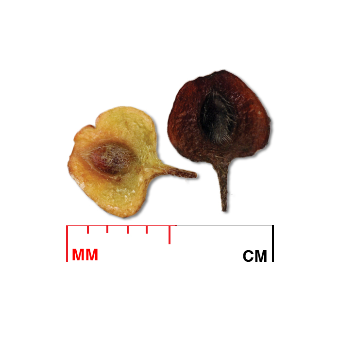 Anemone canadensis (Canadian anemone) seed