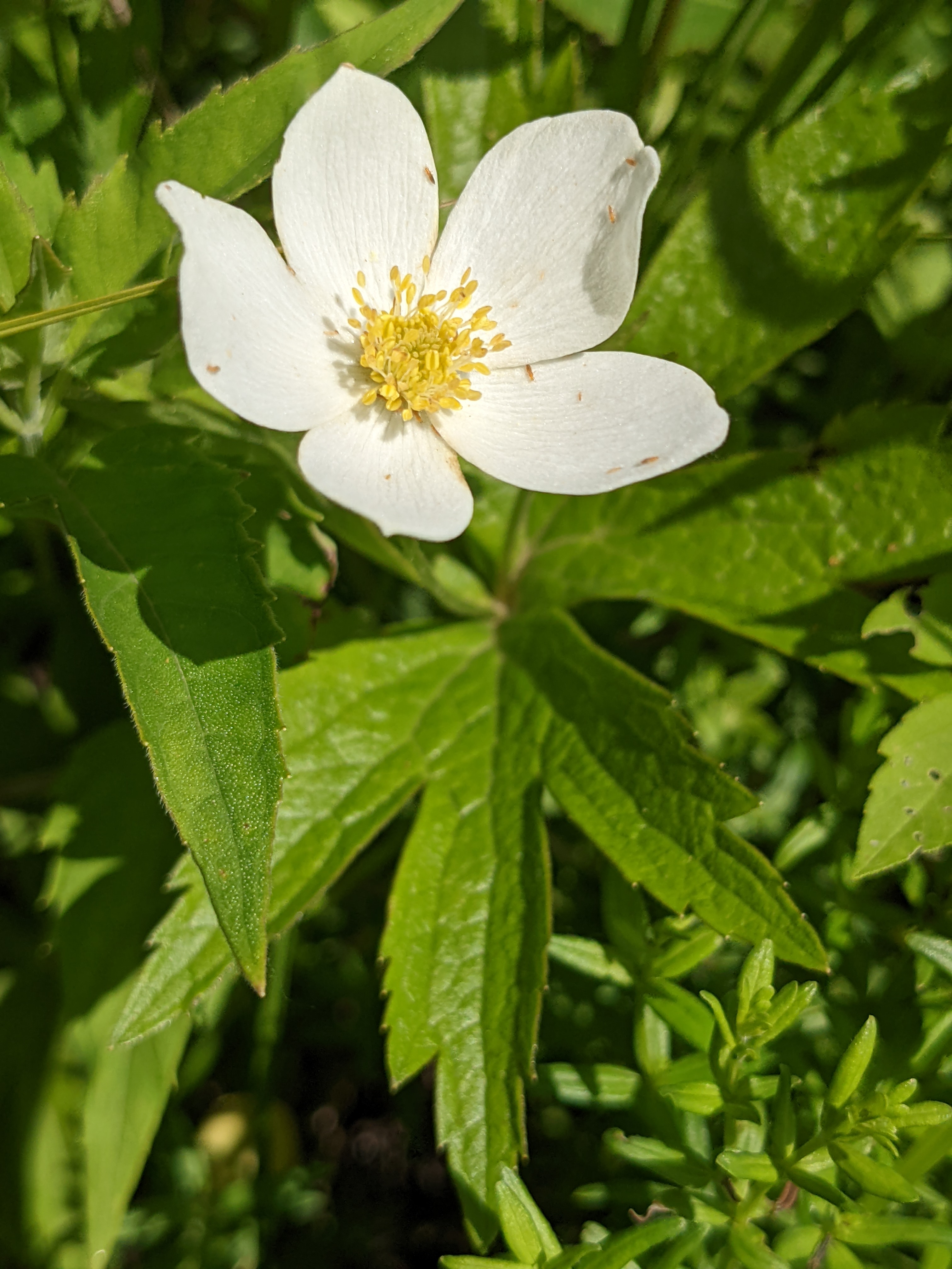Anemone canadensis (Canadian anemone) flower