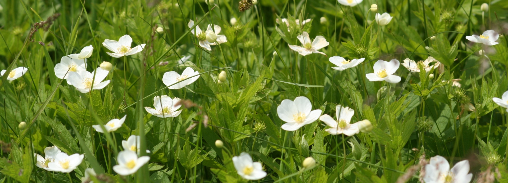 Anemone canadensis (Canadian anemone) header image
