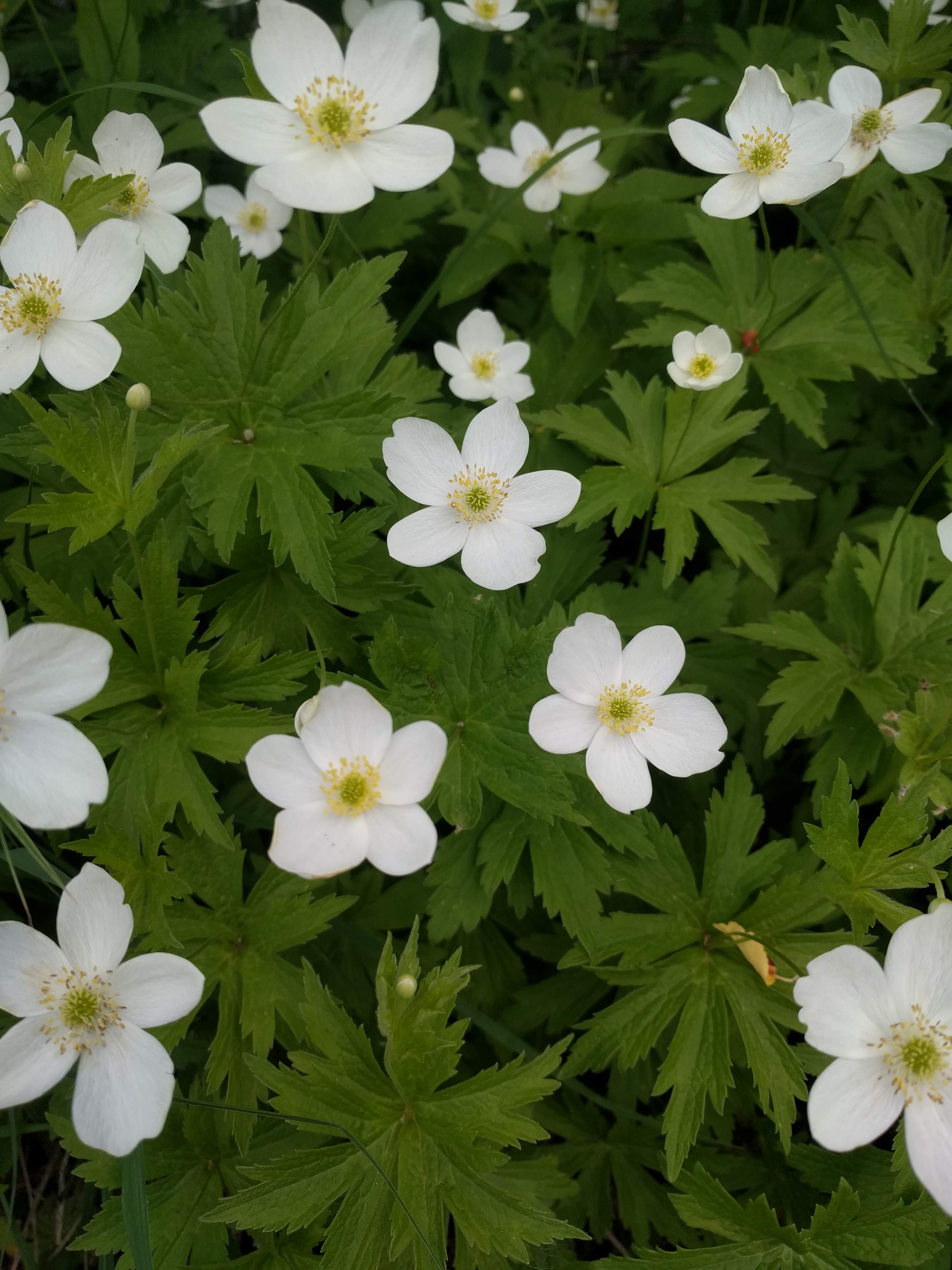 Anemone canadensis (Canadian anemone) leaf