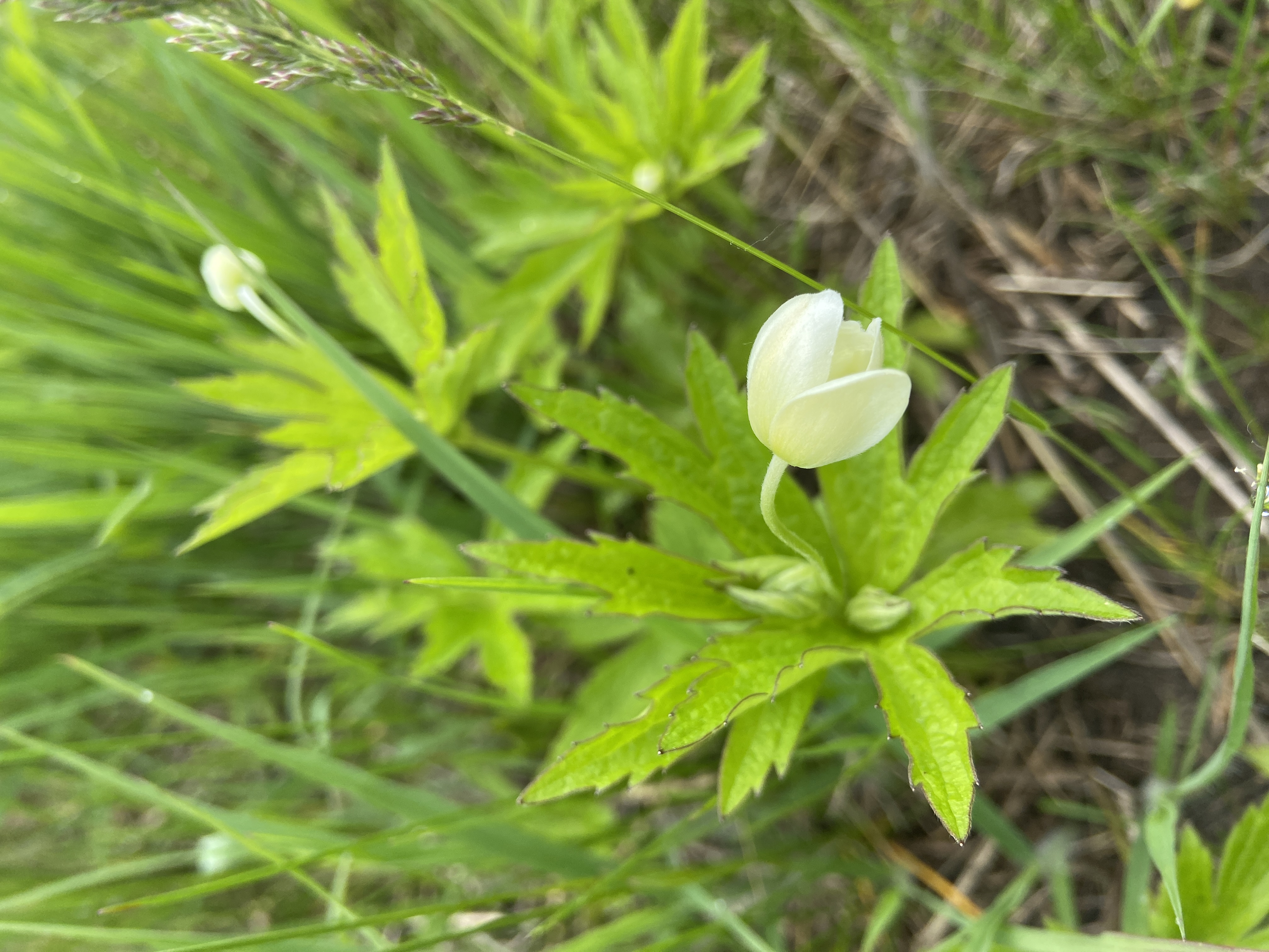 Anemone canadensis (Canadian anemone) whole plant