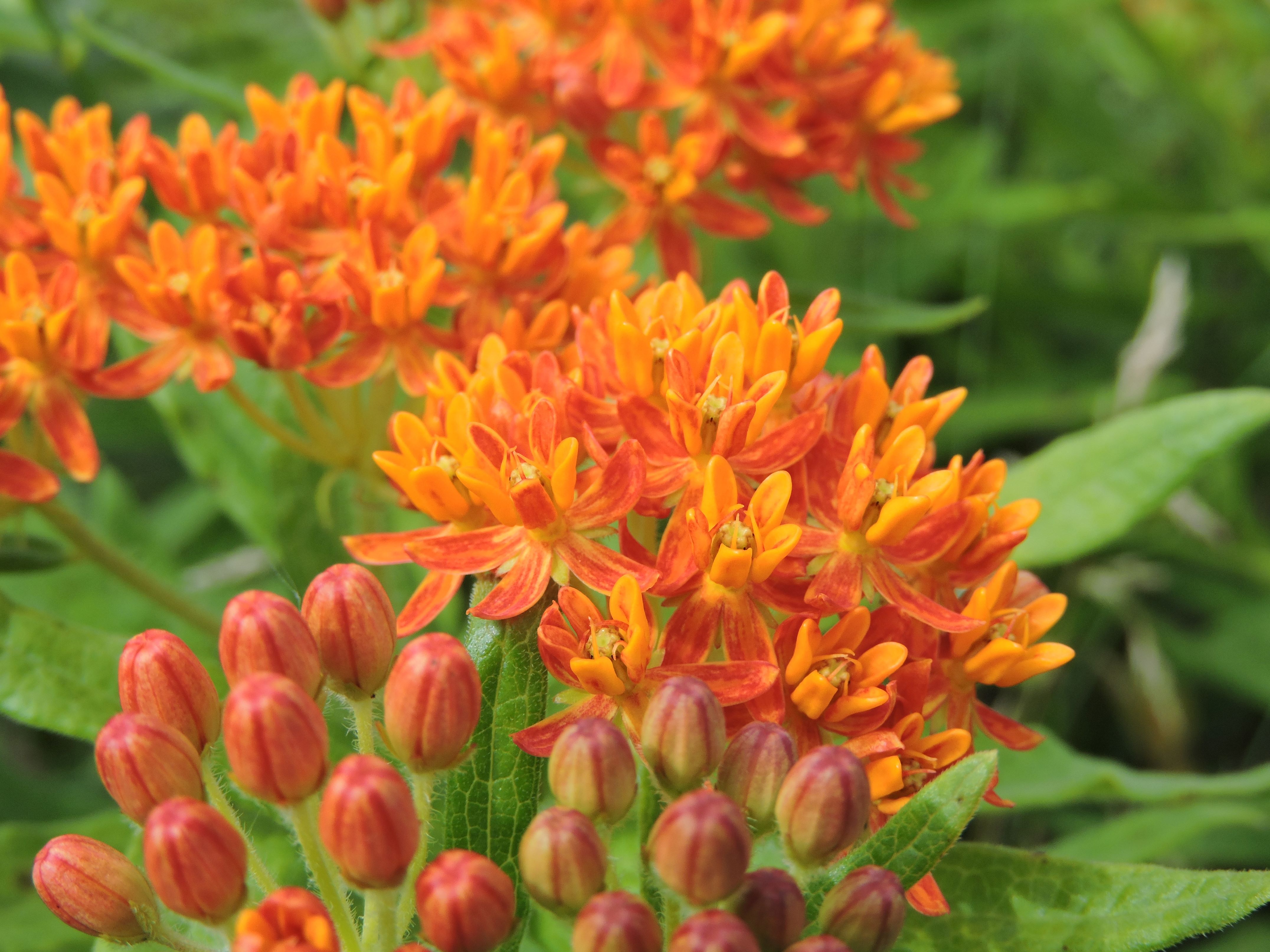Asclepias tuberosa (butterfly milkweed) flower