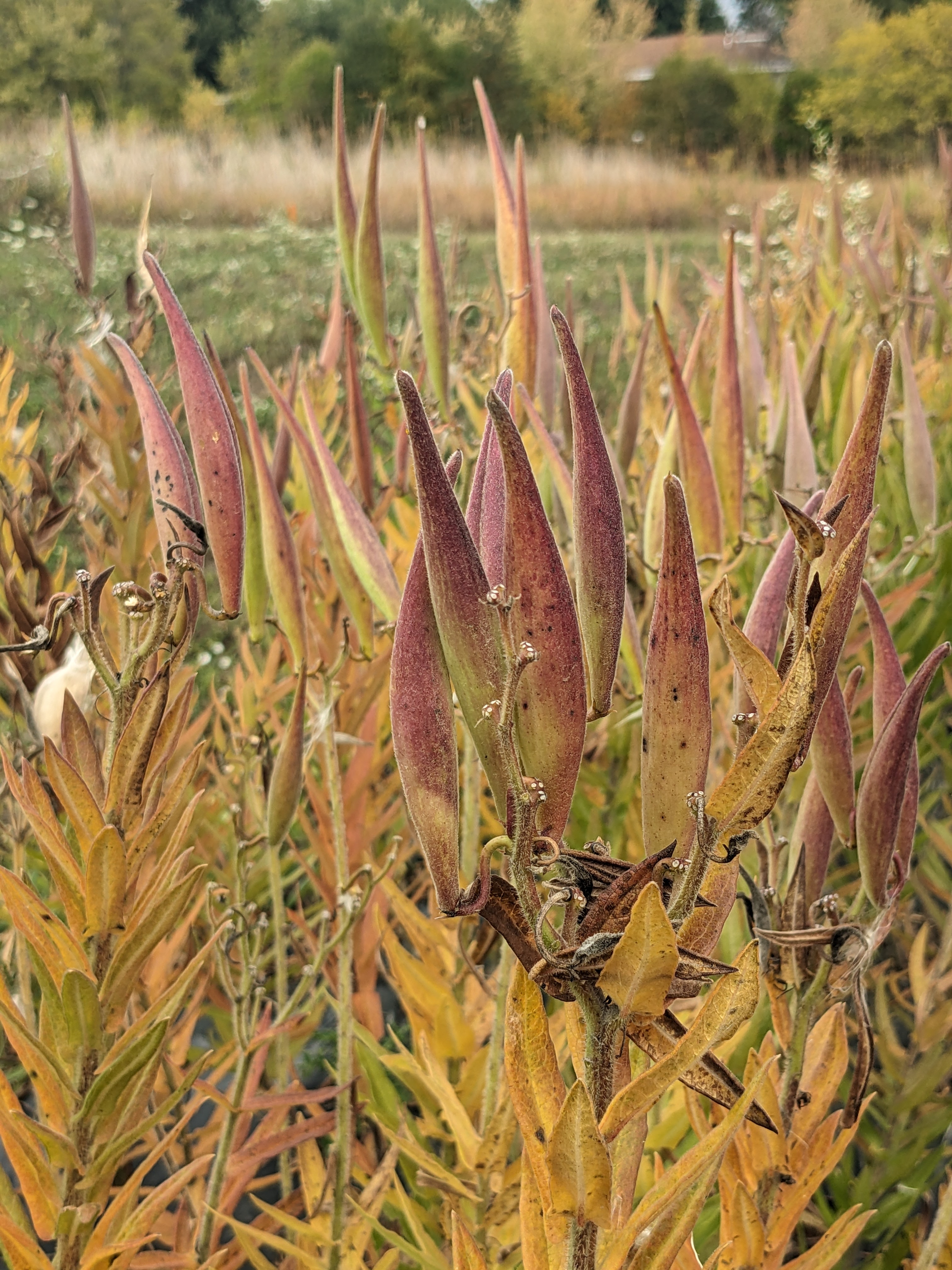 Asclepias tuberosa (butterfly milkweed) seed pods