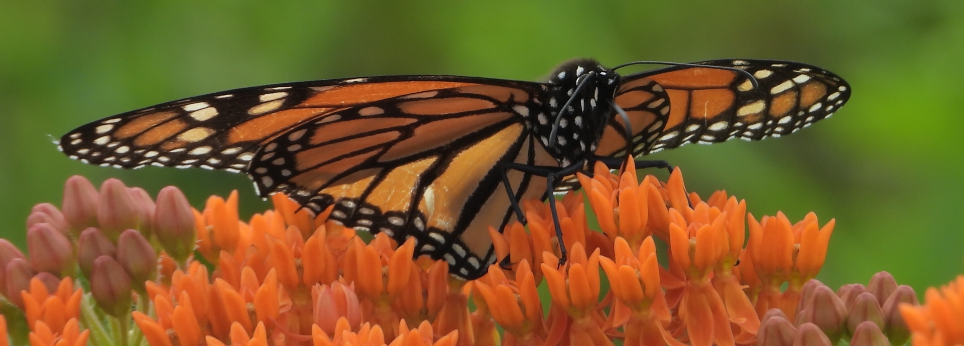 Asclepias tuberosa (butterfly milkweed) header image