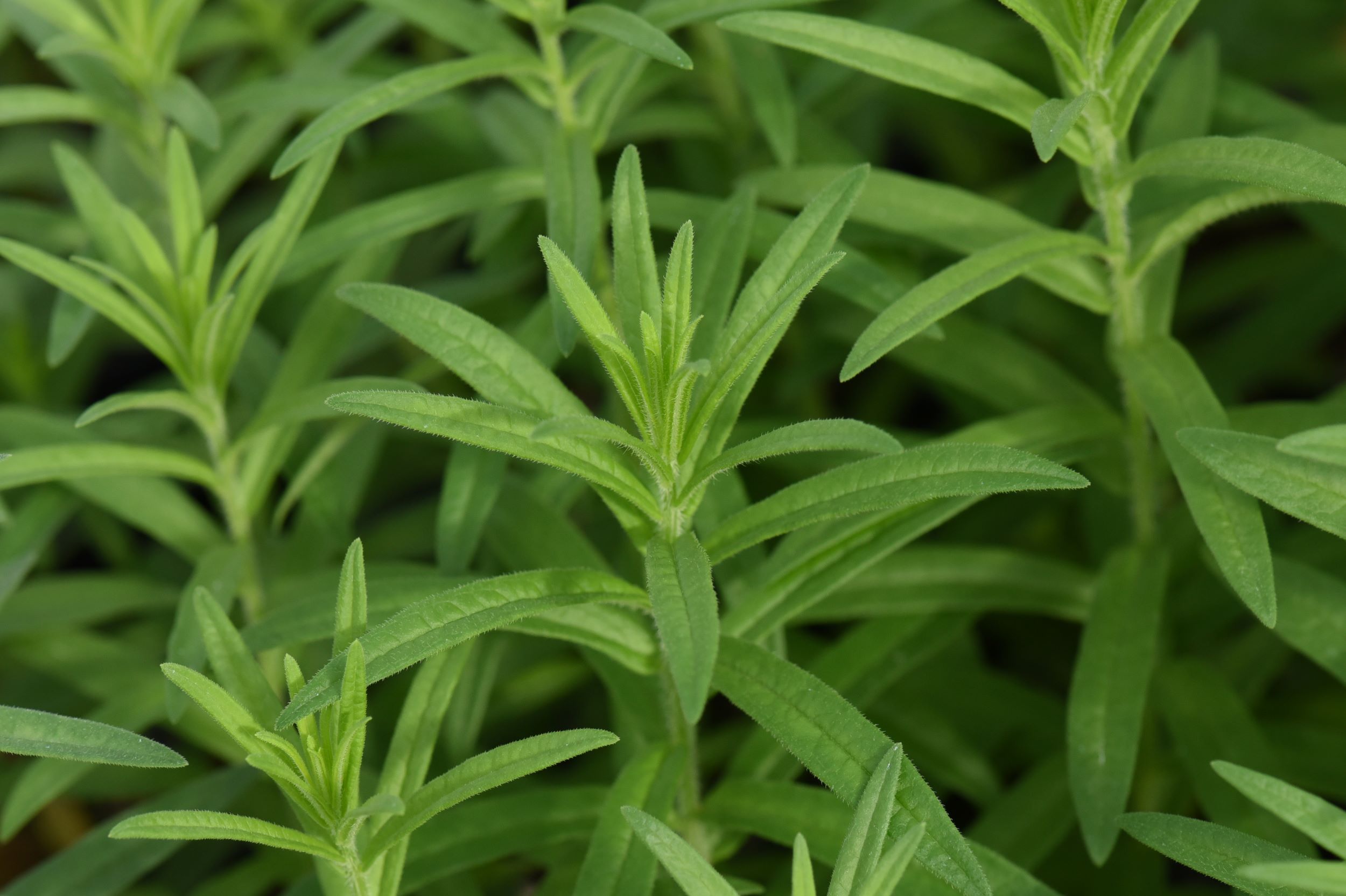 Asclepias tuberosa (butterfly milkweed) leaves