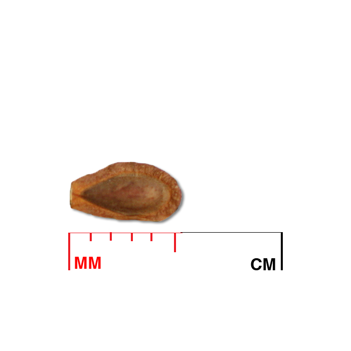 Asclepias verticillata (whorled milkweed) seed