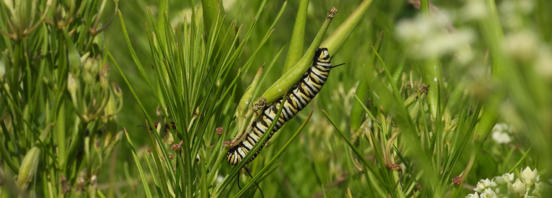Asclepias verticillata (whorled milkweed) header image