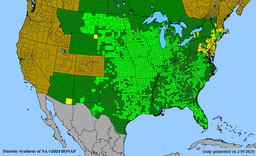 Asclepias verticillata (whorled milkweed) BONAP map