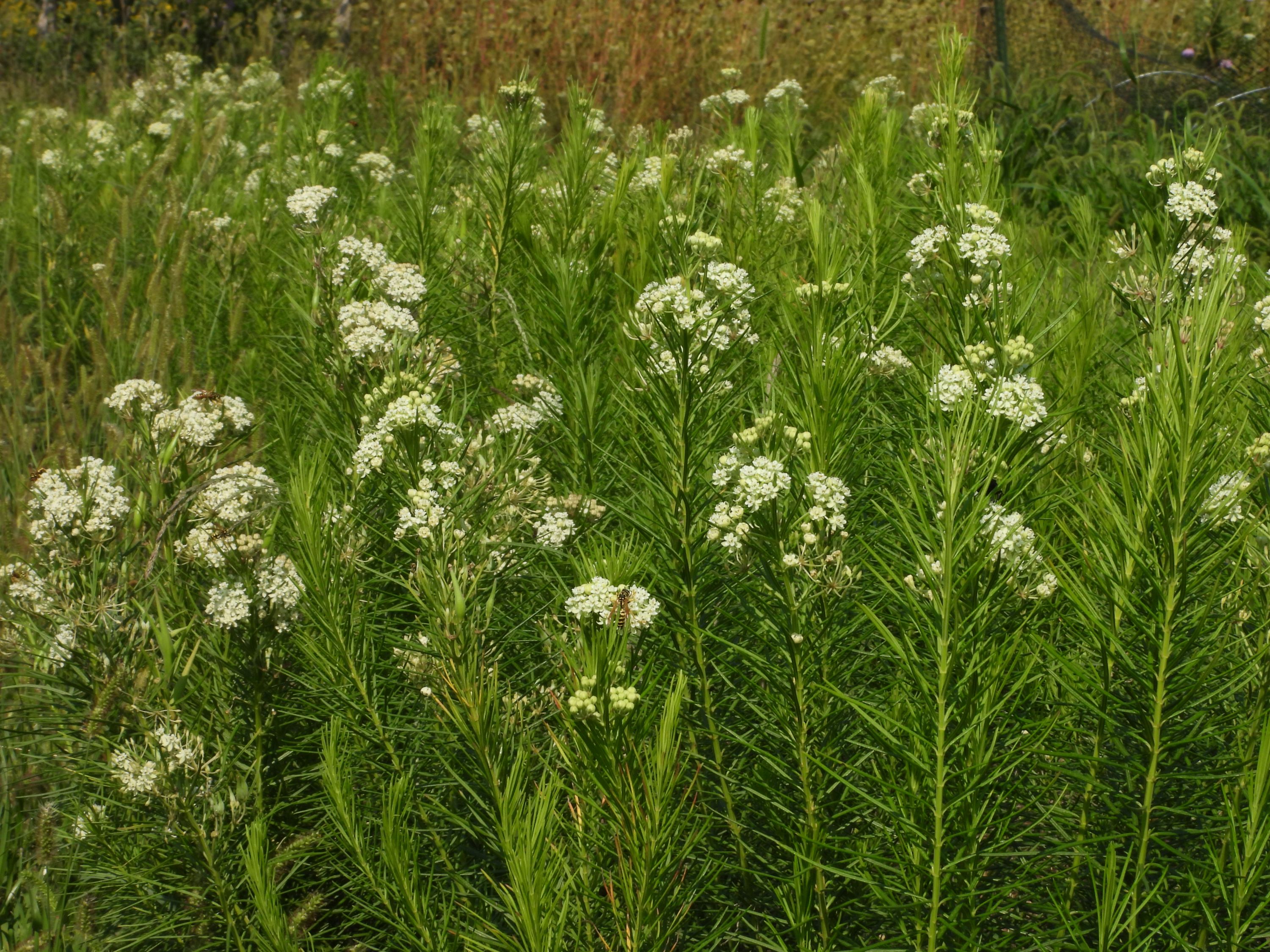 Asclepias verticillata (whorled milkweed) whole plant