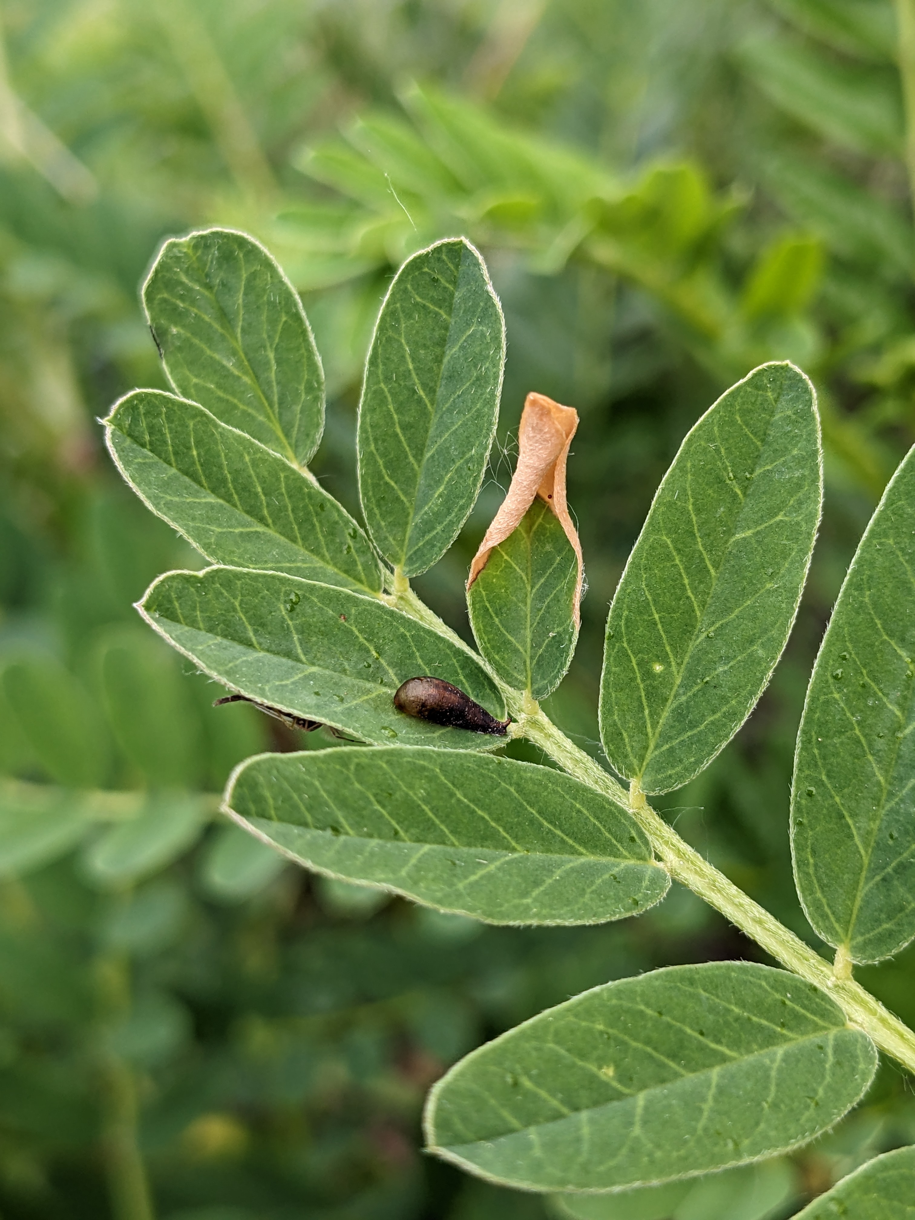 Canadian milkvetch (Astragalus canadensis) leaf