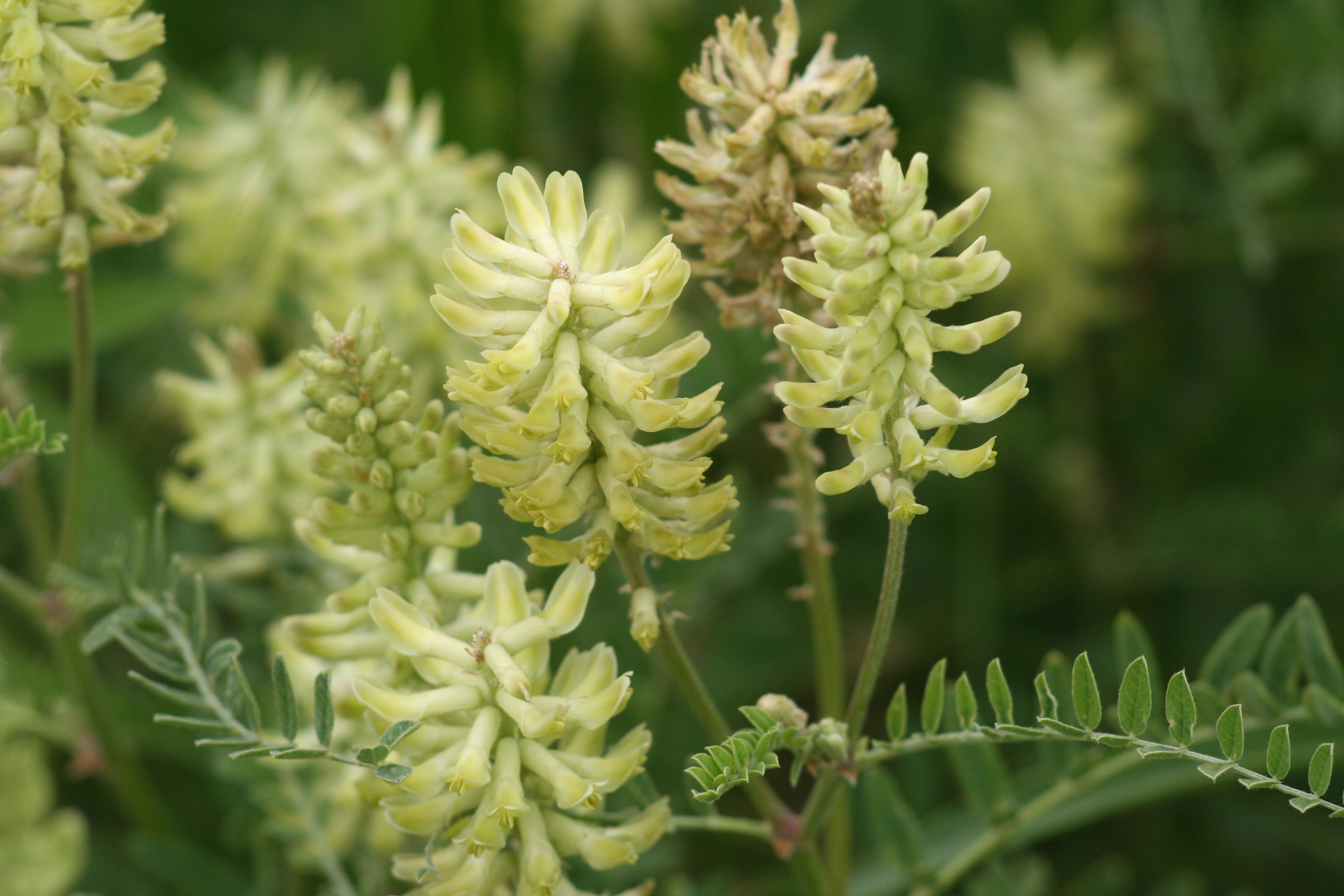 Canadian milkvetch (Astragalus canadensis) flower