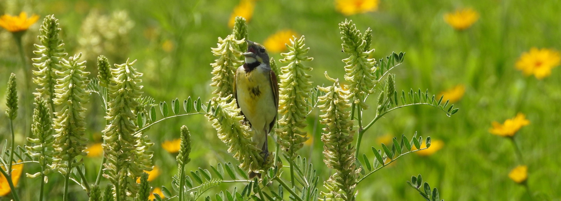 a male dickcissel singing from a perch in a flowering Canadian milkvetch plant