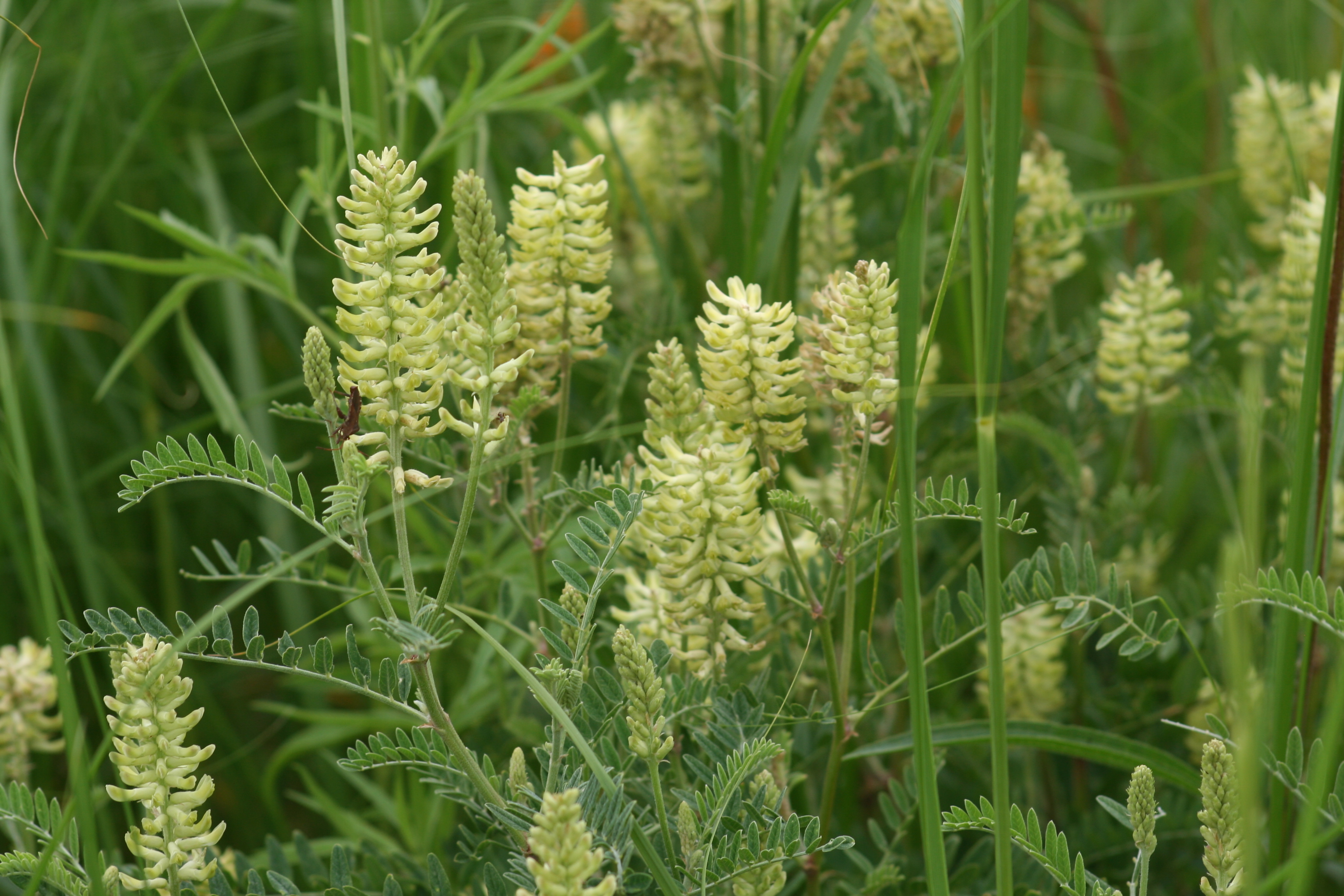 Canadian milkvetch (Astragalus canadensis) whole plant