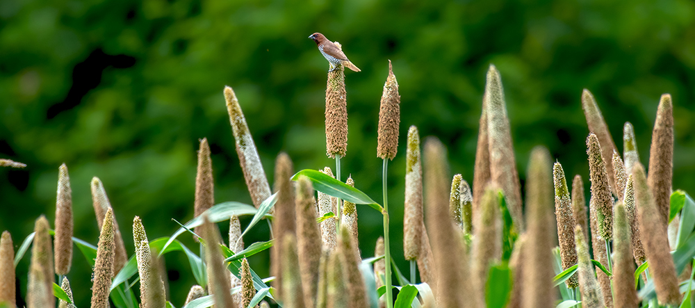 The seed heads of pearl millet plants with a bird perched on one of the seed heads.