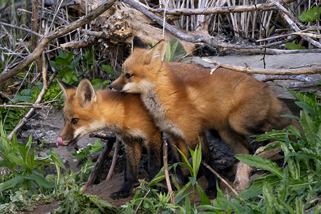 Two red foxes close to each other in a thicket of brush.