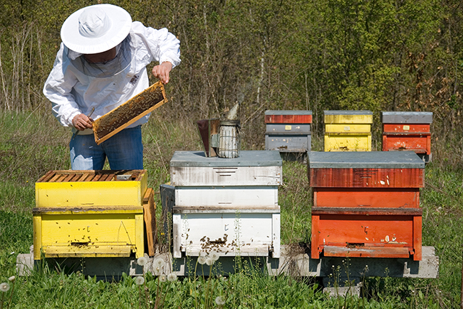A beekeeper holds a screen from a beehive. The beekeeper stands near six red, white, and yellow beehives with brush in the background.