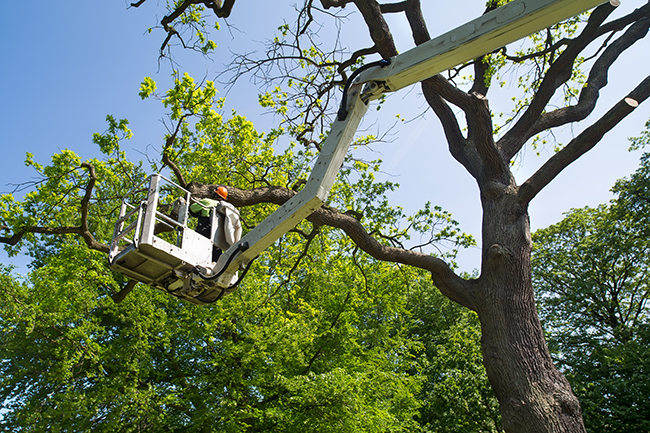 A mechanical arm with a platform on the end coming from an unseen bucket truck with a worker on the platform trimming tree branches.