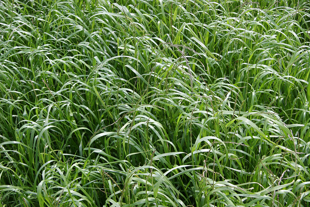 A field of green ryegrass.