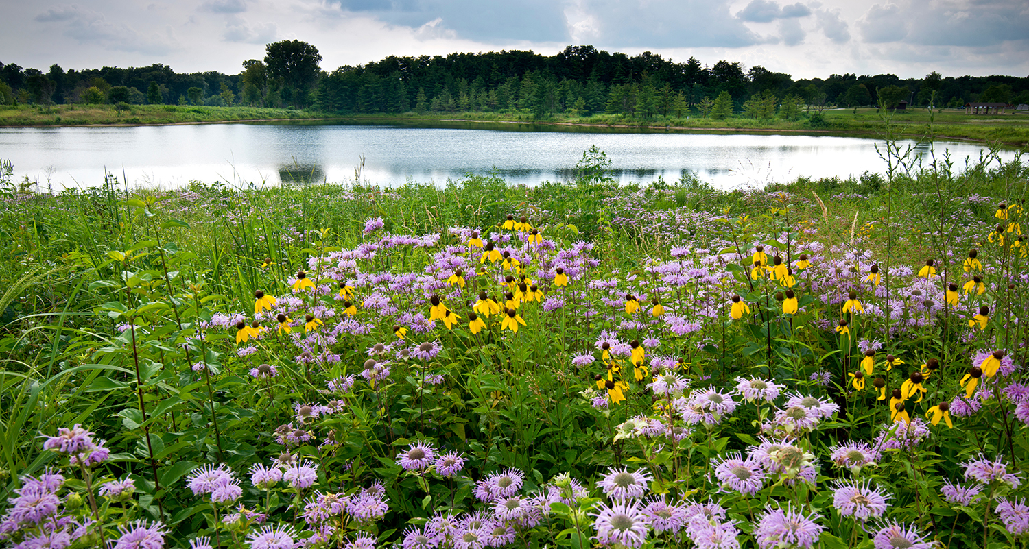 A diverse planting of native vegetation in a roadside, including purple and yellow flowers, in front of a rural pond.