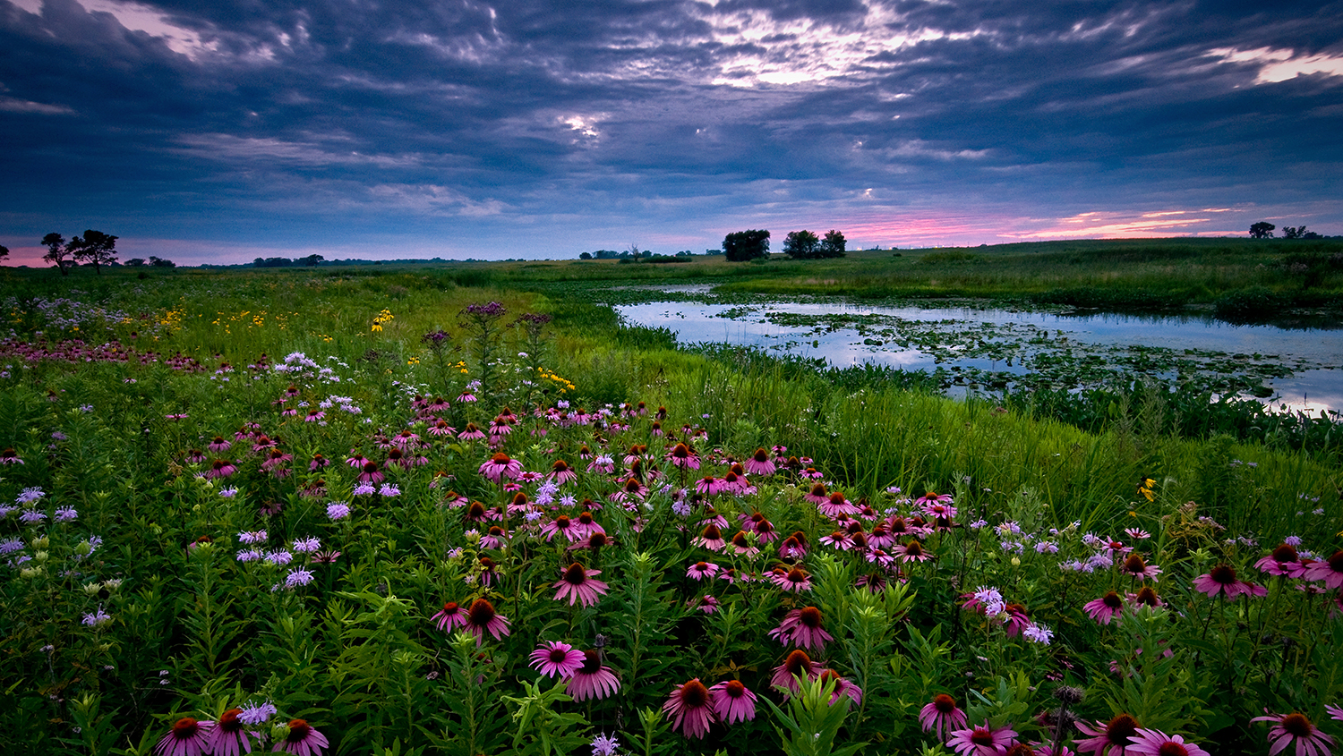 A diverse planting of native vegetation located in front of a marshy body of water and storm clouds overhead in a rural setting.