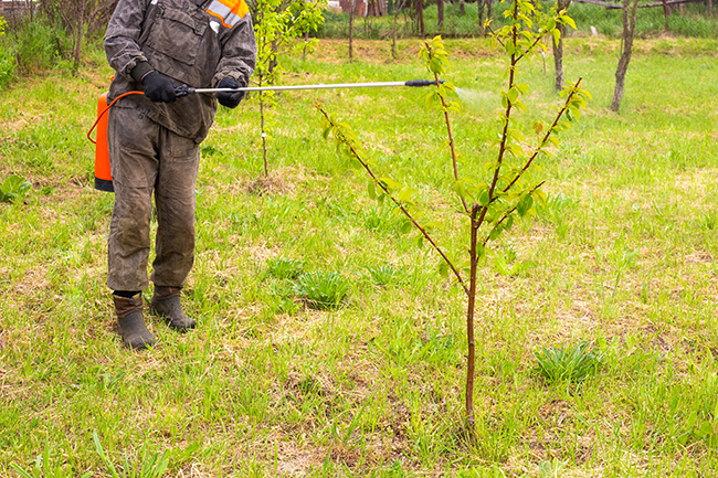 A roadside staff member sprays a small tree with herbicide from a backpack style sprayer.
