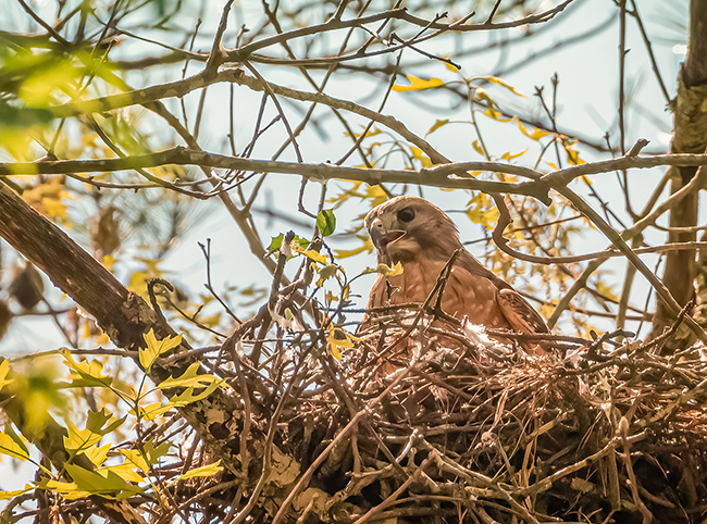 A brown bird sitting in a nest with its mouth open.