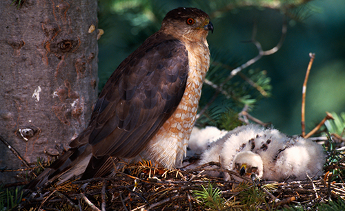 A brown Cooper's hawk in a nest with baby hawks.