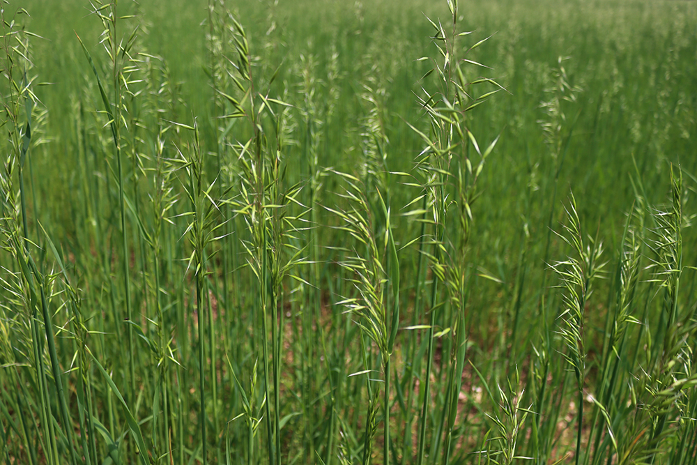A green field of oats.